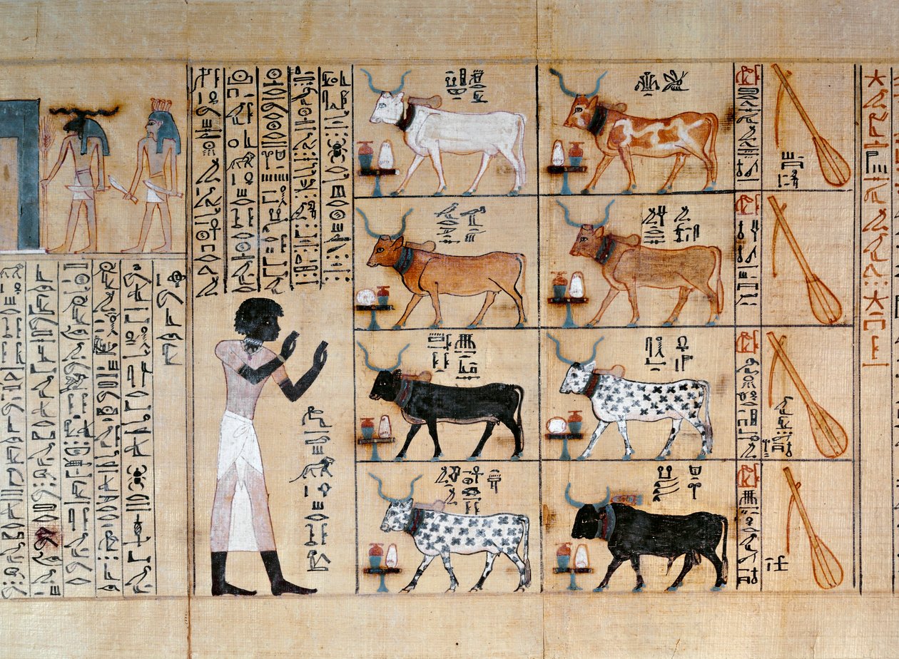 Papirusz, amely ökröket ábrázol, a Maiherperi halottak könyvéből alkotó: Egyptian 18th Dynasty