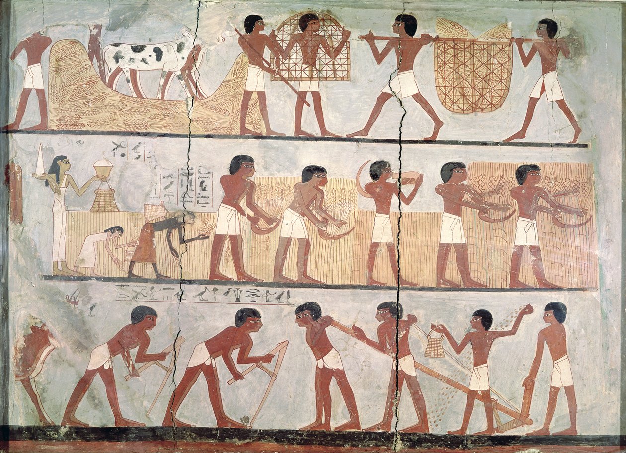 A vetés és a betakarítás jelenetei Unsou sírjából, Kelet-Théba, Új Királyság (Kr. e. 1555-1080) (pigment az agyagon) alkotó: Egyptian 18th Dynasty