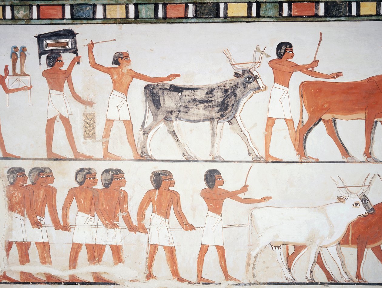 Pásztorok és szarvasmarhák, freskó, déli fal, hosszanti kamra, thébai sír TT69, Sheikh Abd el-Qurna, Théba (az Unesco világörökségi listája alkotó: Egyptian 18th Dynasty
