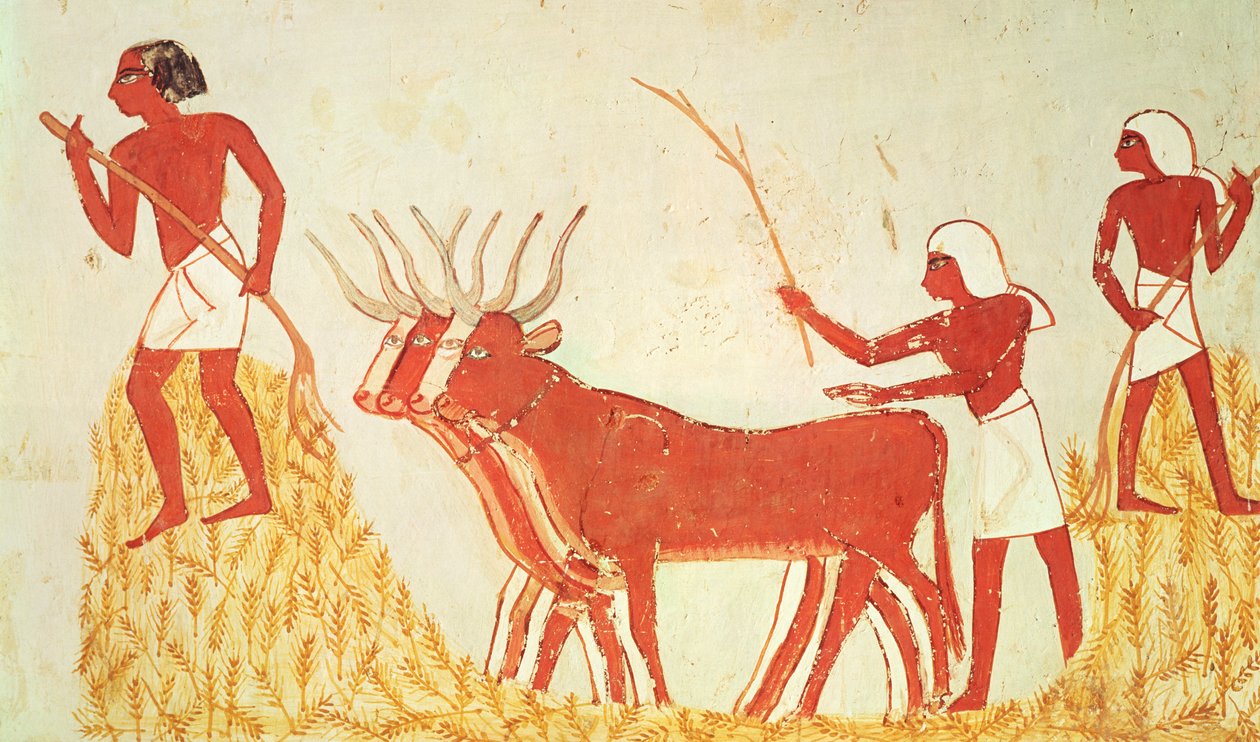 Tehenek használata búza taposására, Menna sírjából, Új Királyság (falfestmény) (lásd még: 251665) alkotó: Egyptian 18th Dynasty