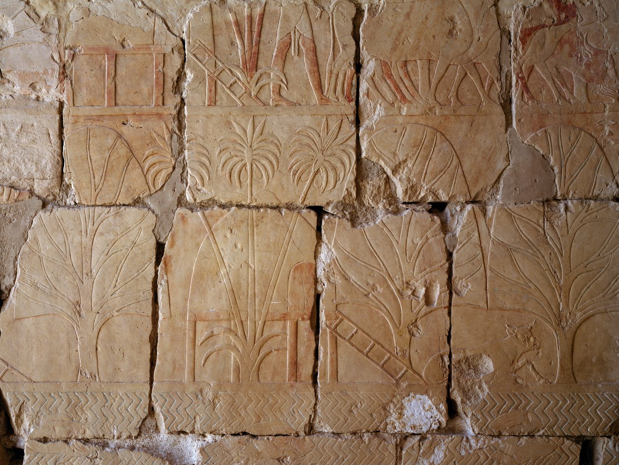 Növényzet, Punt földjére induló expedíciót ábrázoló jelenet részlete, festett dombormű, Punt kolonnádja, Hatsepszut halotti temploma, Deir el-Bahari, thébai nekropolisz (Unesco Világörökségi Listája). alkotó: Egyptian 18th Dynasty