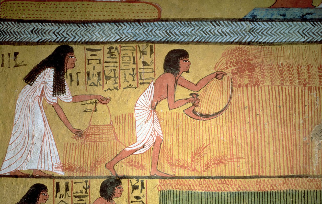 Részlet a betakarítási jelenetről a keleti falon, Sennedjem sírjából, The Workers" Village, New Kingdom alkotó: Egyptian 19th Dynasty