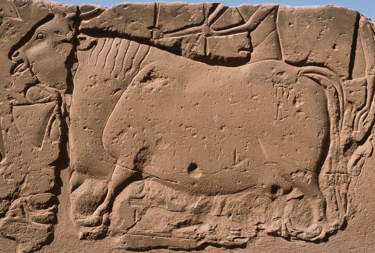 Részlet egy tehenet ábrázoló domborműről, II. Ramszesz (Kr. e. 1298-32) udvara (mészkő) alkotó: Egyptian 19th Dynasty