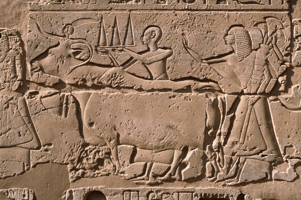Részlet egy domborműről, amely egy tehenet vezető férfiakat ábrázol, II. Ramszesz (Kr. e. 1298-32) udvara (mészkő) alkotó: Egyptian 19th Dynasty