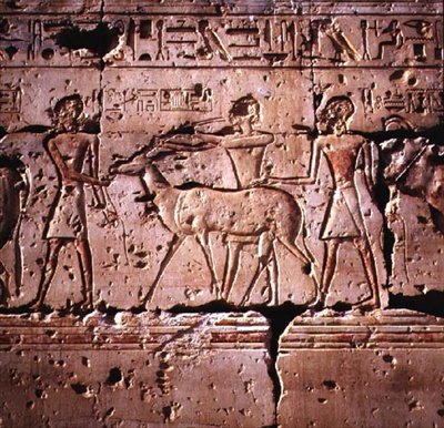 Oryxot ábrázoló dombormű, amelyet áldozati menetben vezetnek, II. Ramesszé templomából, Újbirodalom alkotó: Egyptian 19th Dynasty