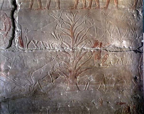 Bokrot evő kecskék, dombormű az Akhethotep Masztabából, Szakkarában, Óbirodalom (festett mészkő) alkotó: Egyptian 5th Dynasty