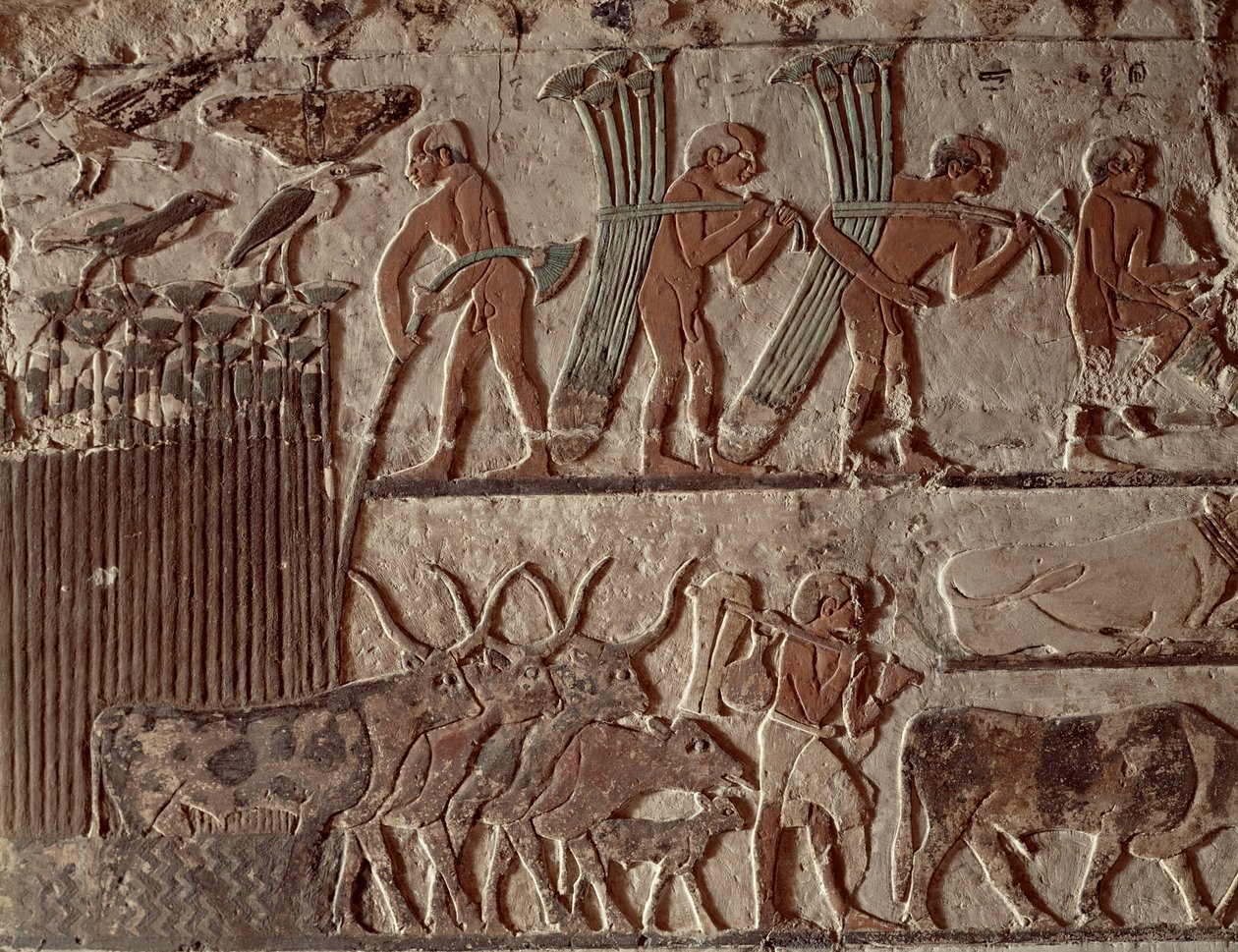 Betakarítás papirusz és egy csoport tehén, Óbirodalom (falfestés) alkotó: Egyptian 5th Dynasty