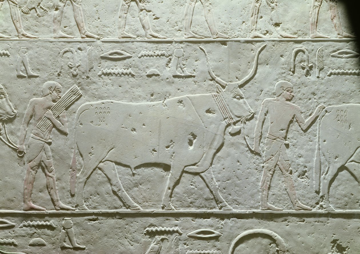 Bikát vezető pásztor, részlet Akhethotep Mastabából, Szakkarából, Óbirodalomból, ie 2500 körül (festett mészkő) alkotó: Egyptian 5th Dynasty
