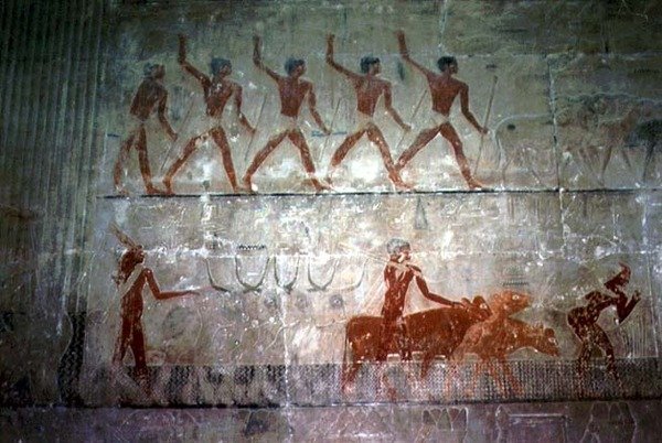 Juhokat és szarvasmarhákat terelő férfiak a Ti-i Mastaba-kápolnából, Óbirodalom (falfestmény) alkotó: Egyptian 5th Dynasty