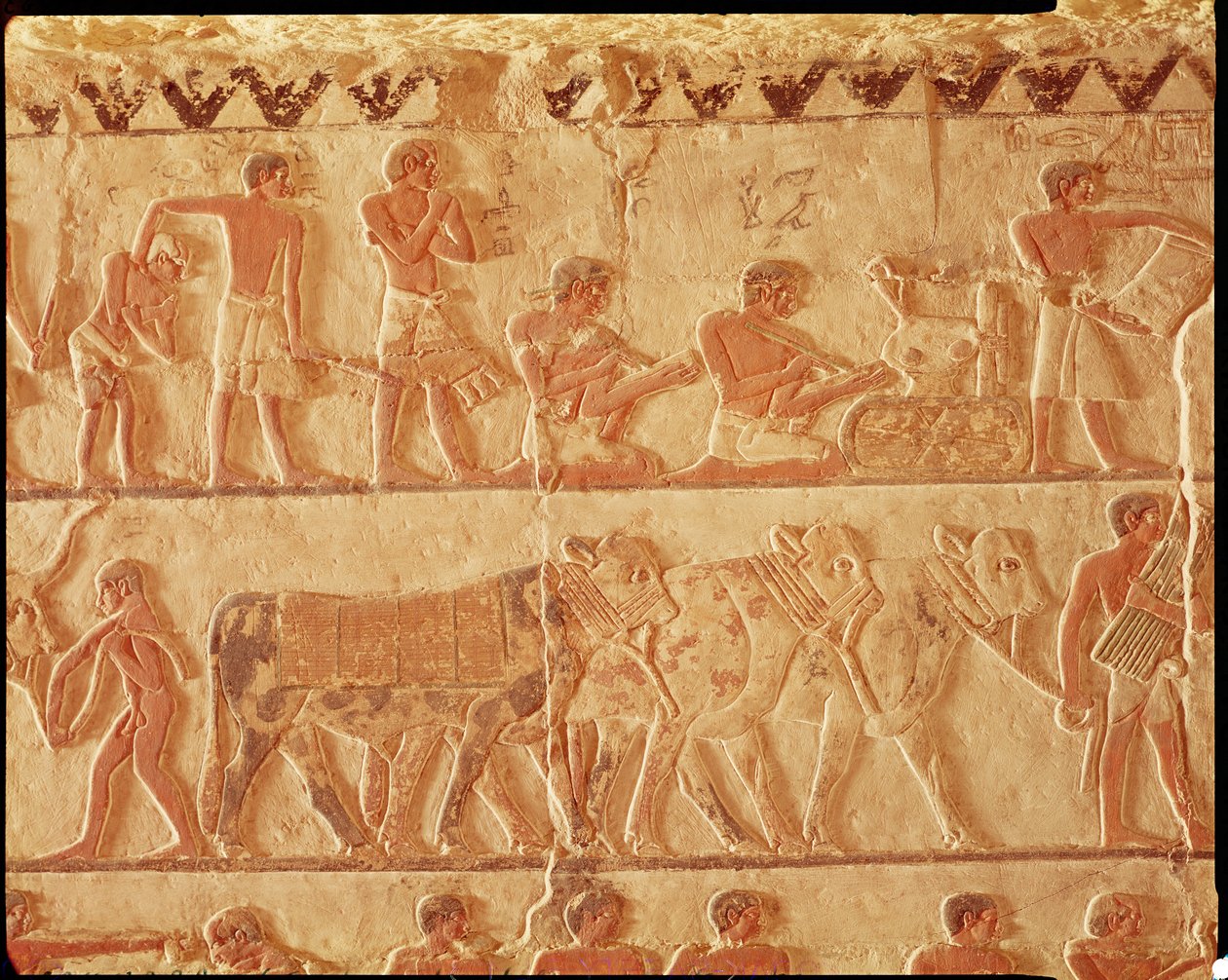 Festett dombormű, amely az adók feladását és egy marhacsoportot ábrázol, Óbirodalom (falfestmény) alkotó: Egyptian 5th Dynasty