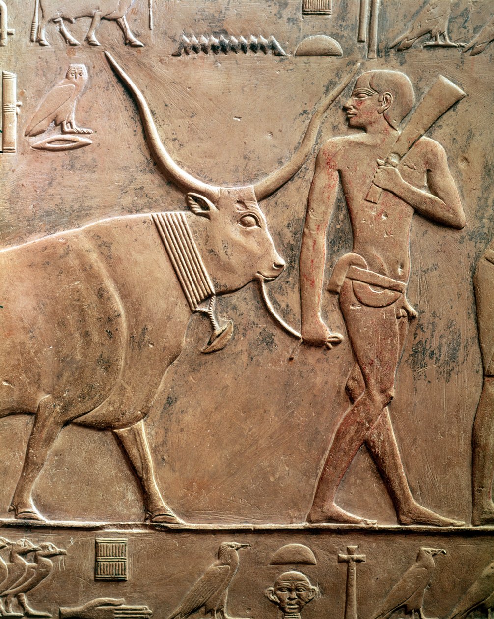 Egy tehenet áldozatra vezető parasztot ábrázoló dombormű a Ptahhotep és Akhti-Ho Tep Mastabából, Óbirodalomból (mészkő) alkotó: Egyptian 5th Dynasty