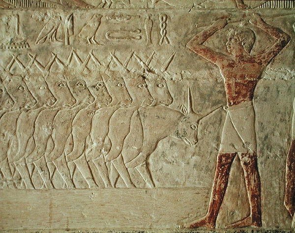 Dombormű, amely egy sofőrt ábrázol, aki egy csoport szarvasmarhát bátorít, Mereruka Mastabából, Óbirodalomból (festett mészkő) alkotó: Egyptian 6th Dynasty Egyptian 6th Dynasty