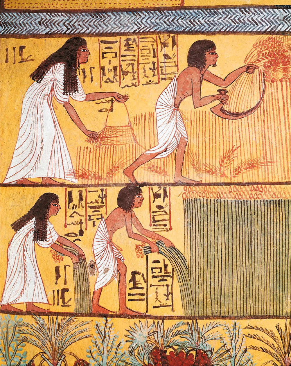 Részlet a betakarítási jelenetről a keleti falon, Sennedjem sírjából, A munkásfaluból alkotó: Egyptian Egyptian
