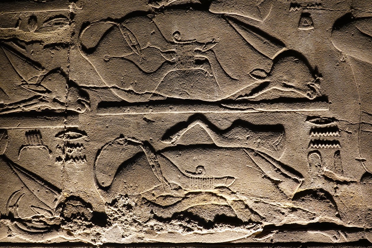 Luxori templom: Luxor: Feláldozott tehenek (dombormű) alkotó: Egyptian Egyptian