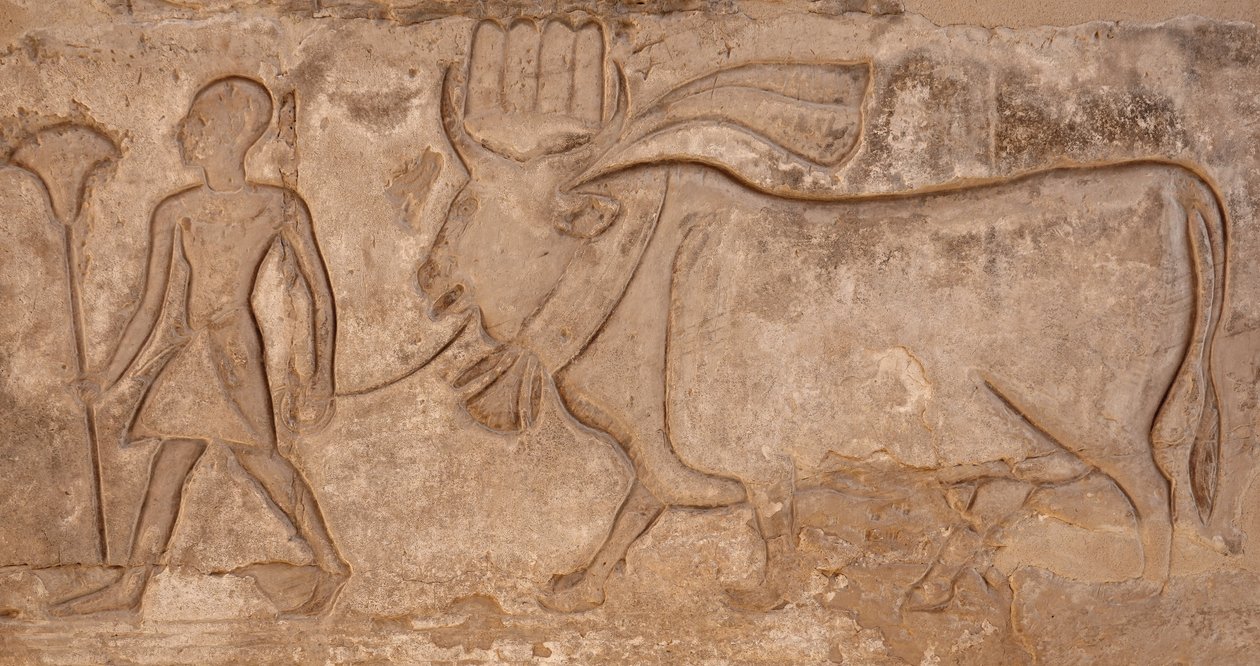 Tehenet húzó férfi, Hórusz-templom, Edfu alkotó: Egyptian Egyptian