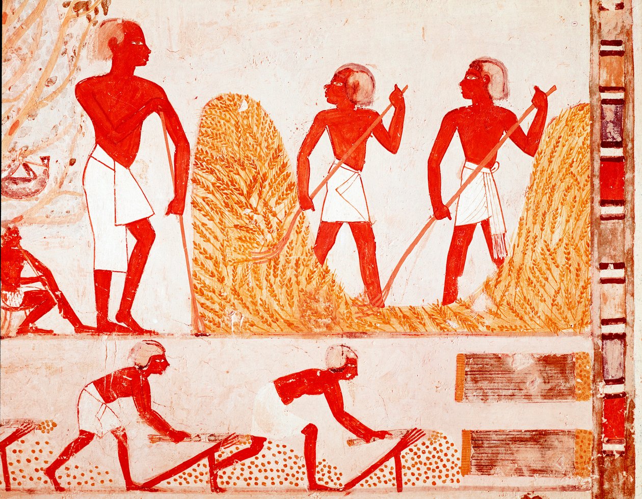 A betakarítás jelenete az ókori Egyiptomban (freskó alkotó: Egyptian Egyptian