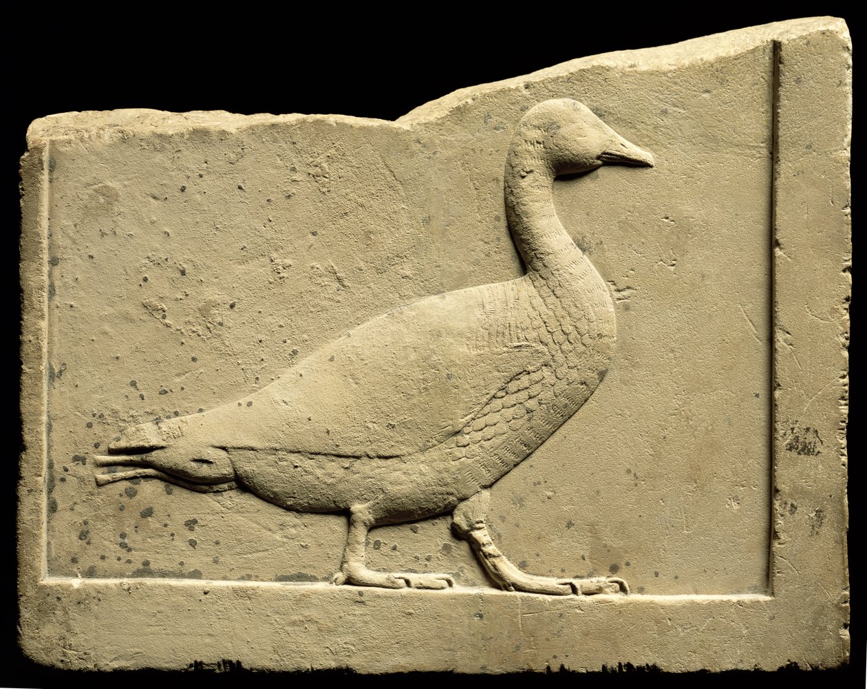Libát ábrázoló dombormű (mészkő) alkotó: Egyptian Ptolemaic Period
