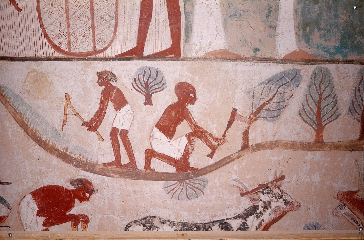 Mezőgazdasági jelenet (kaszálás és favágás), Menna írnok sírjából, Egyiptom, Abd el-Qurna sejk, Nemesek völgye, Egyiptom. alkotó: Egyptian School