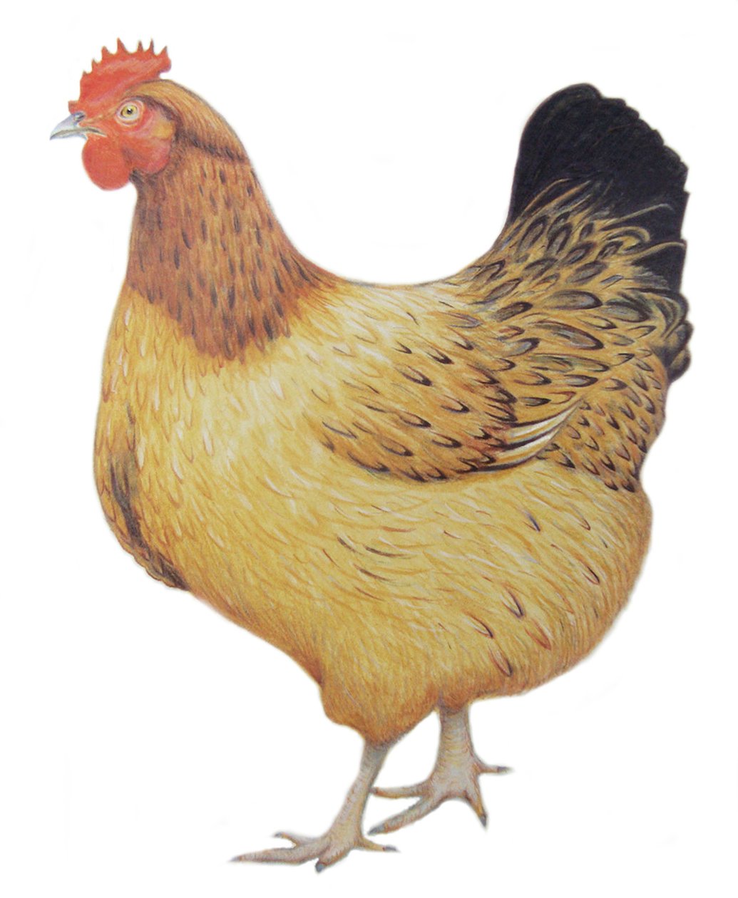 Csirke, 2012 (akvarell és ceruza, papír) alkotó: Eleanor Grafton