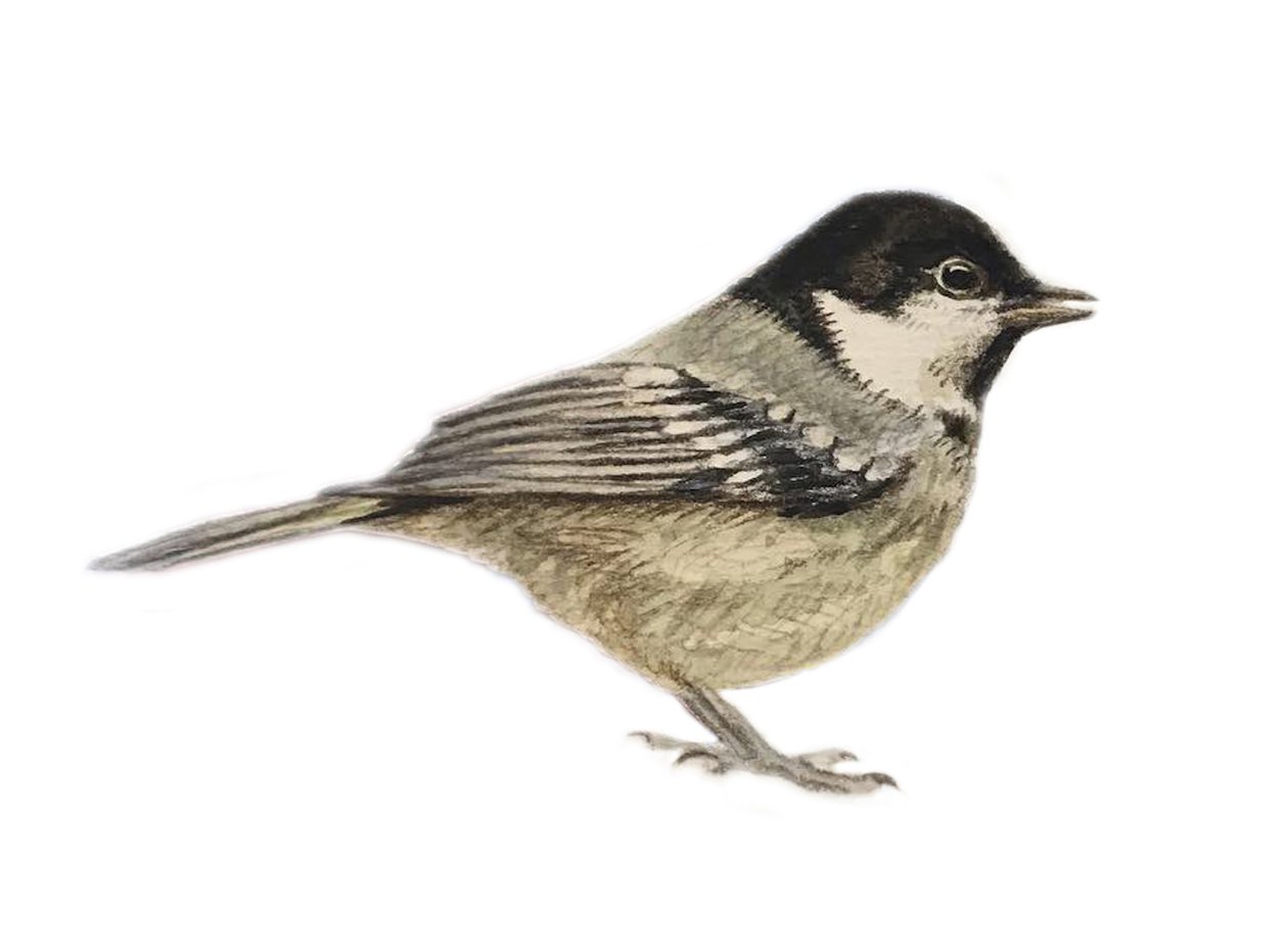 Coal Tit, 2019 (akvarell és ceruza) alkotó: Eleanor Grafton
