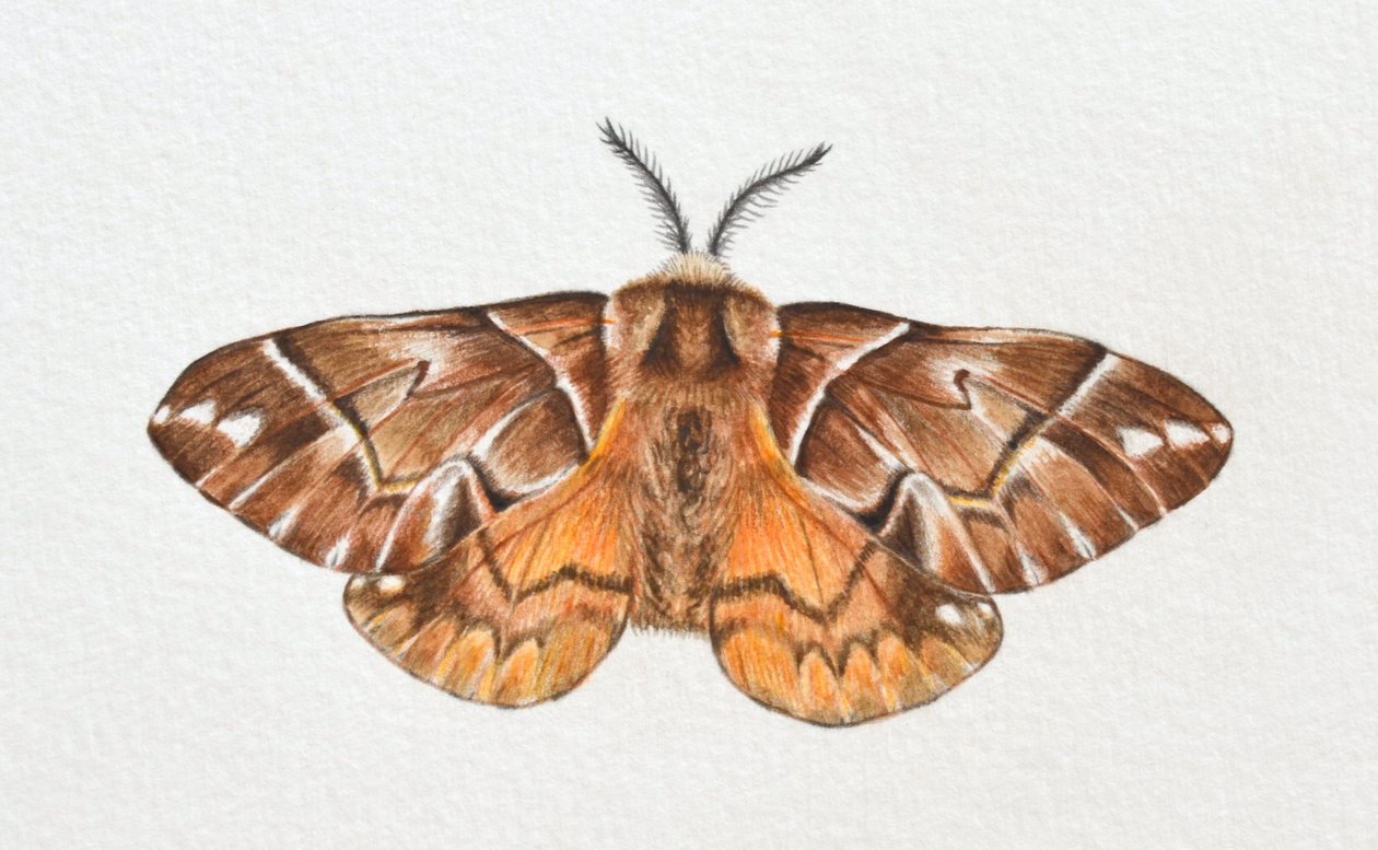 Kentish Glory Moth, 2023 alkotó: Eleanor Grafton