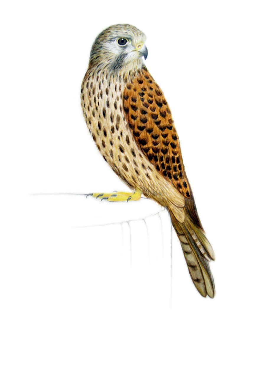 Kestrel, 2011 (akvarell és ceruza) alkotó: Eleanor Grafton