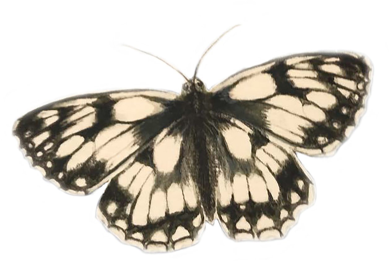 Márványozott fehér pillangó, 2019 (akvarell és ceruza) alkotó: Eleanor Grafton