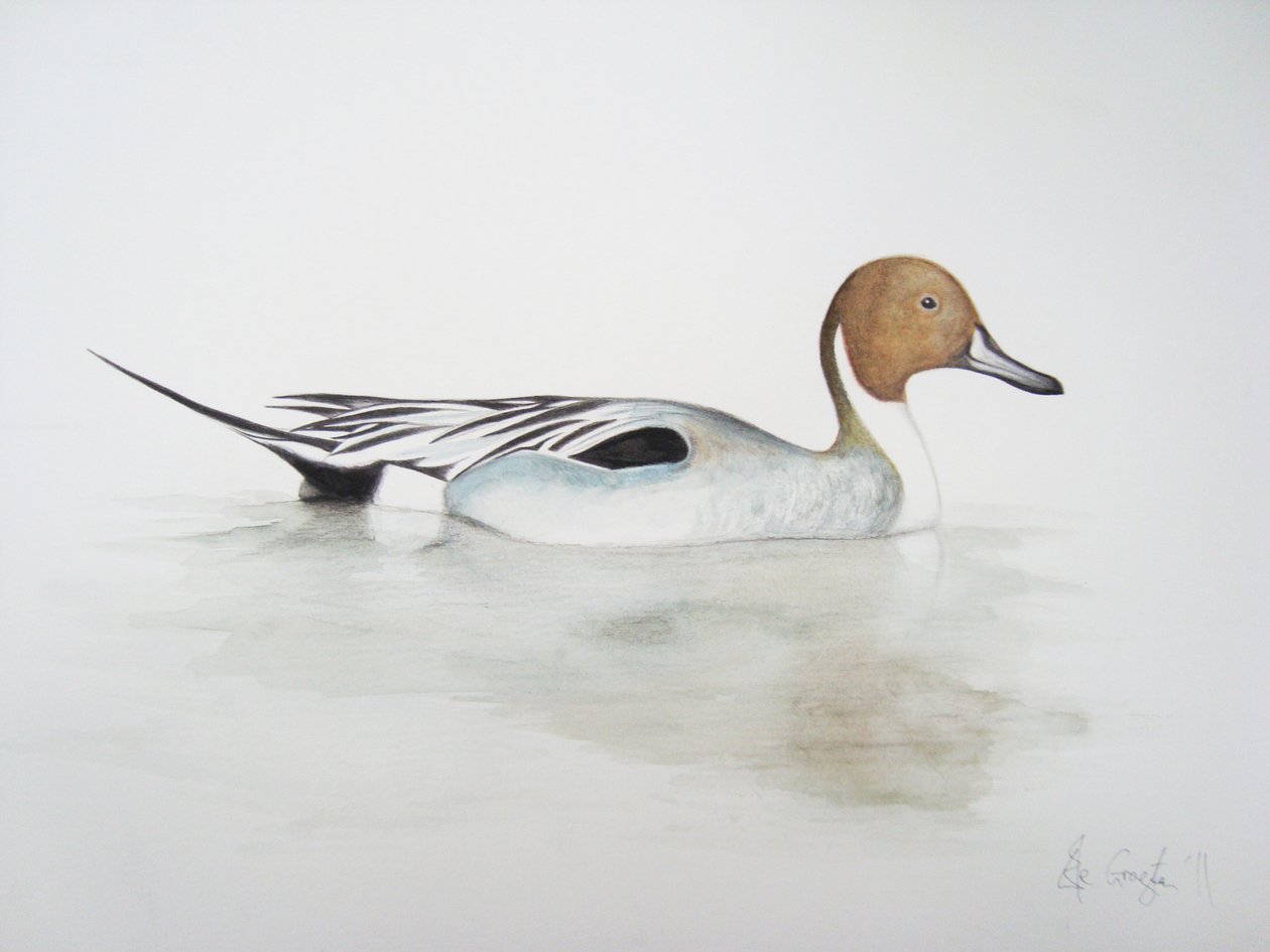 Farkú kacsa, 2011 (akvarell és ceruza) alkotó: Eleanor Grafton