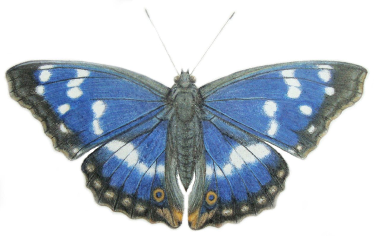 Purple Emperor, 2012 (akvarell és ceruza, papír) alkotó: Eleanor Grafton