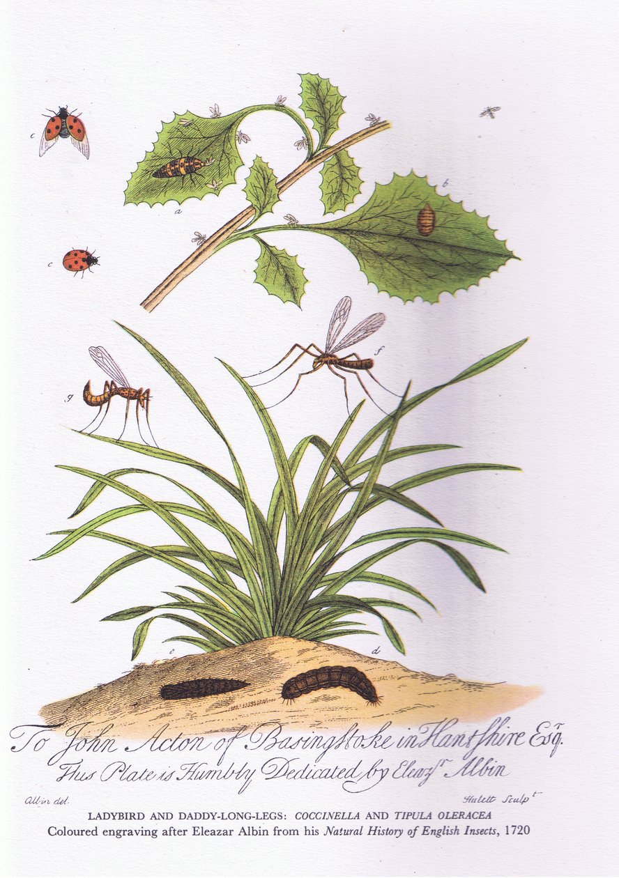 Lady Bird és Daddy hosszú lábak: Coccinella és Tipula Oleracea (színes litho) alkotó: Eleazar (after) Albin