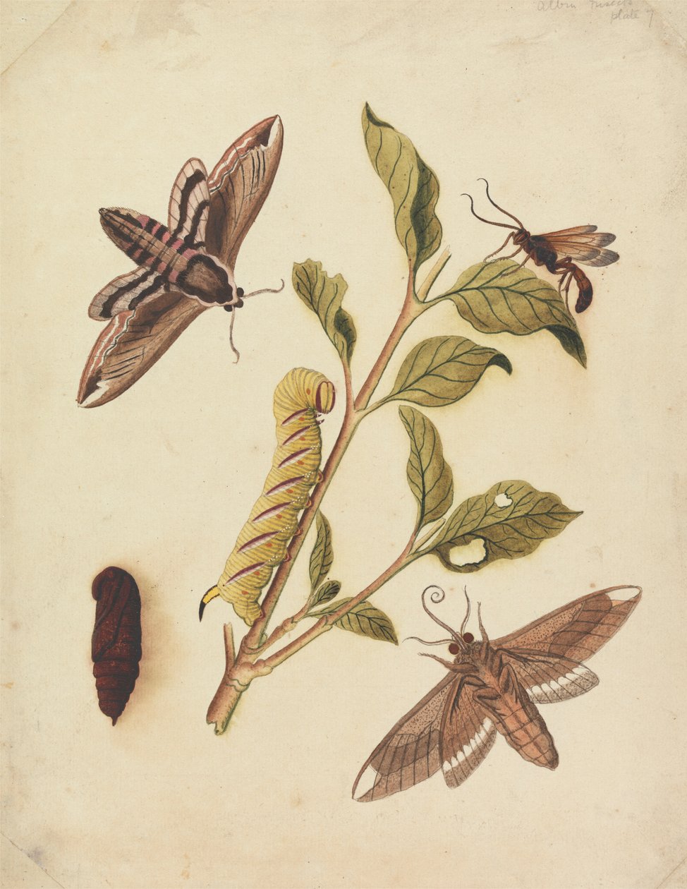 Privet Hawk Moths és Callajoppa Exaltatoria alkotó: Eleazar Albin