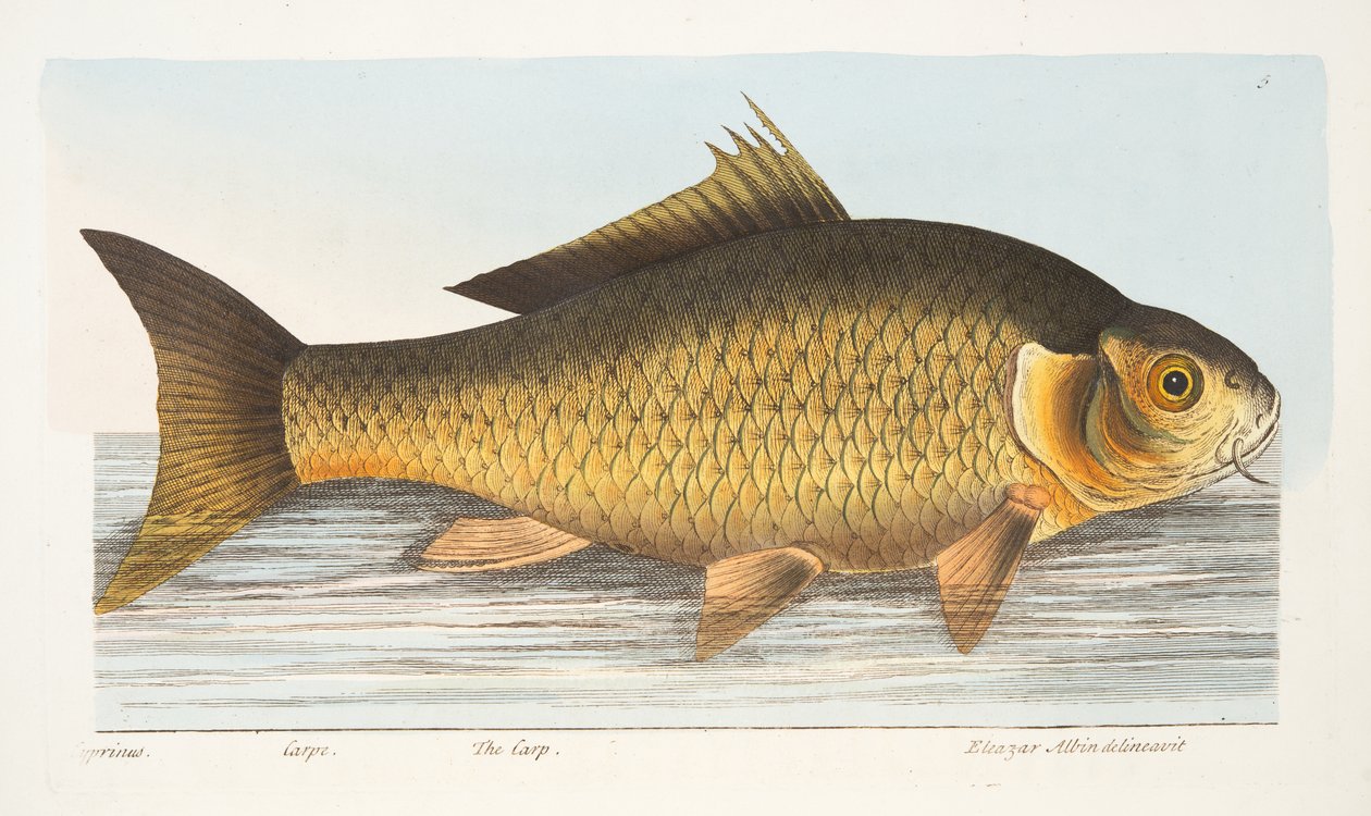 A ponty, a Halakról és halastavakról szóló értekezésből, kocsma. 1832 (kézzel színezett metszet) alkotó: Eleazar Albin