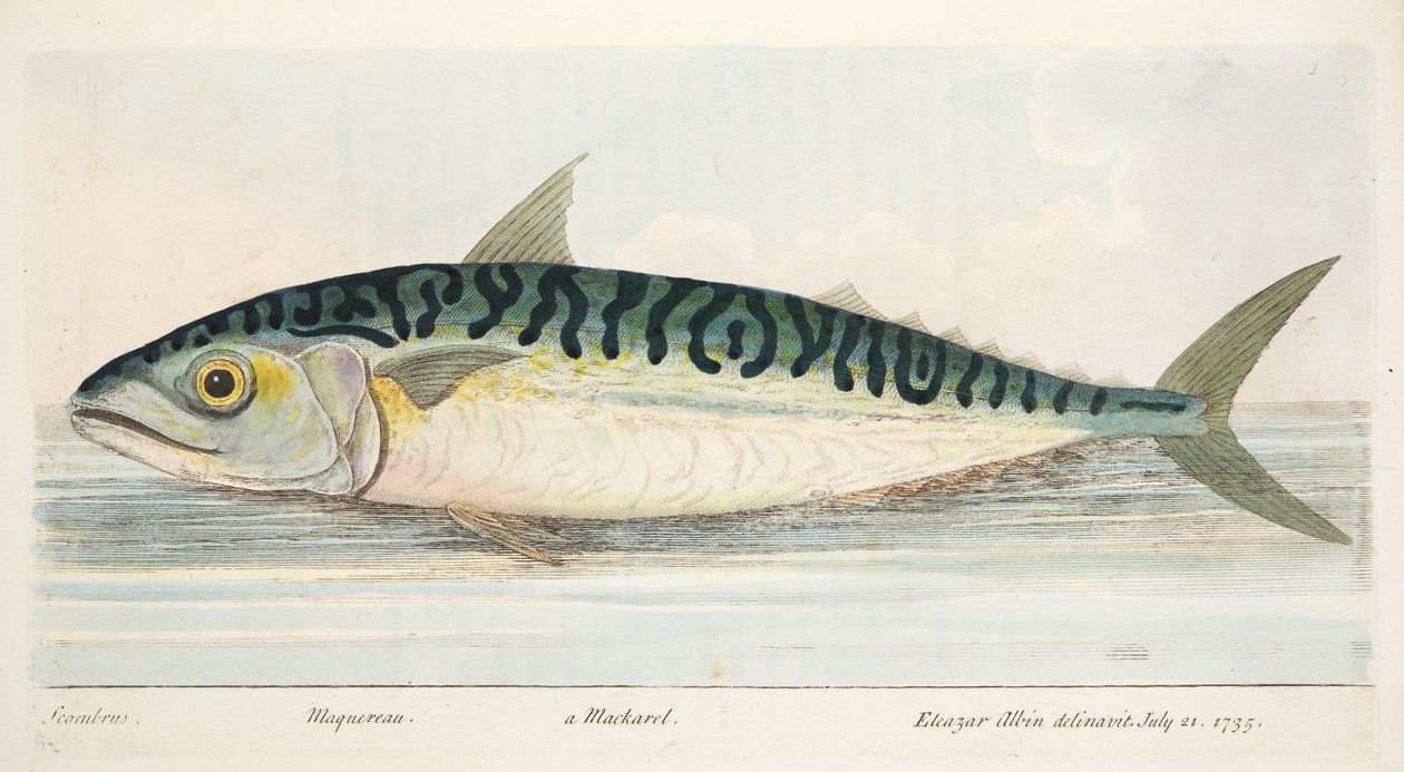 A makréla, az Értekezés a halakról és a halastavakról, kocsma. 1832 (kézzel színezett metszet) alkotó: Eleazar Albin