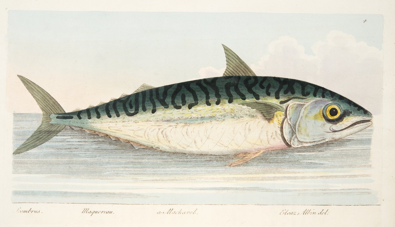 A makréla, az Értekezés a halakról és a halastavakról, kocsma. 1832 (kézzel színezett metszet) alkotó: Eleazar Albin