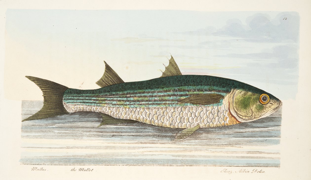 The Mullet, A Treatise on Fish és halastavak, kocsma. 1832 (kézzel színezett metszet) alkotó: Eleazar Albin