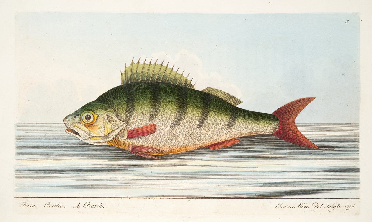 A sügér, a Halakról és halastavakról szóló értekezésből, kocsma. 1832 (kézzel színezett metszet) alkotó: Eleazar Albin