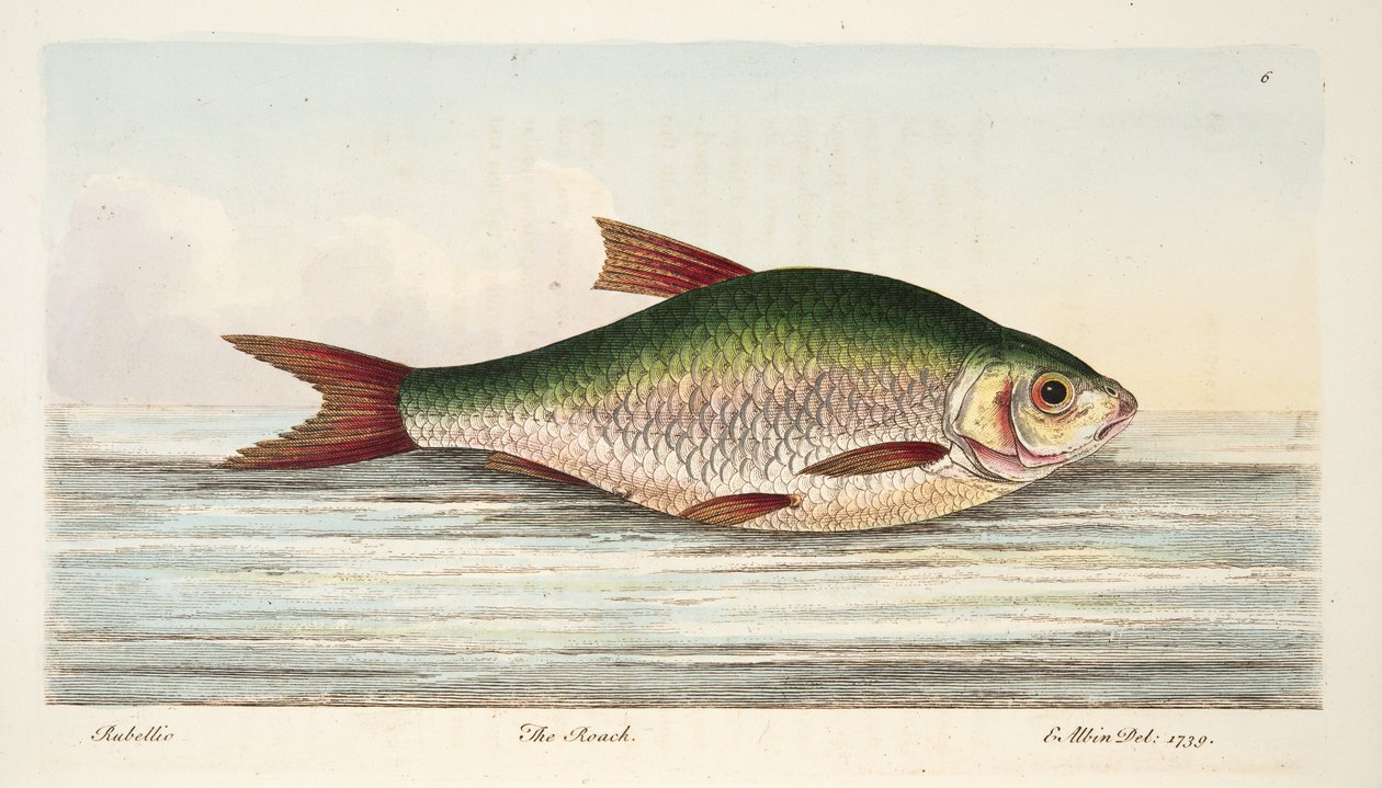 The Roach, A Treatise on Fish és halastavak, kocsma. 1832 (kézzel színezett metszet) alkotó: Eleazar Albin