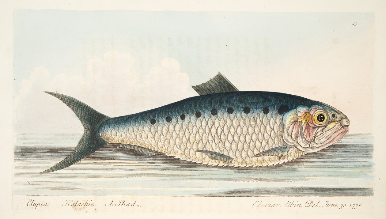 The Shad, A Treatise on Fish and Fish-Ponds, kocsma. 1832 (kézzel színezett metszet) alkotó: Eleazar Albin