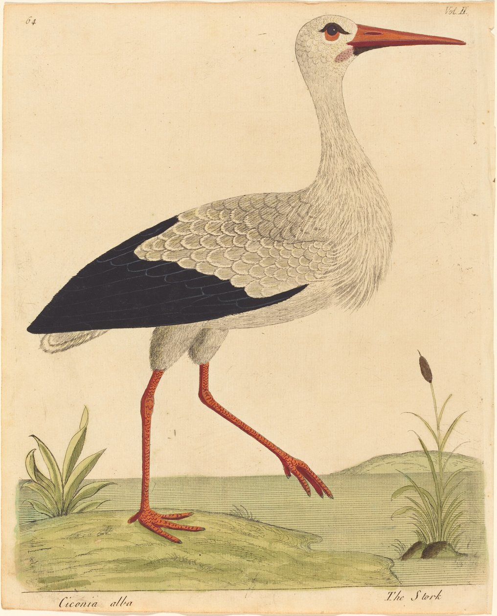 A Stork Ciconia Alba, megjelenése 17311738. alkotó: Eleazar Albin
