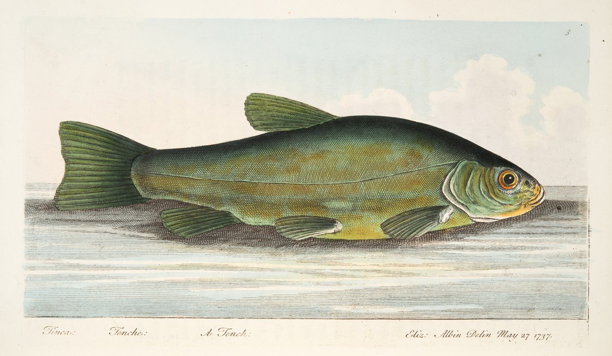 The Tench, a Treatise on Fish és halastavak, kocsma. 1832 (kézzel színezett metszet) alkotó: Eleazar Albin