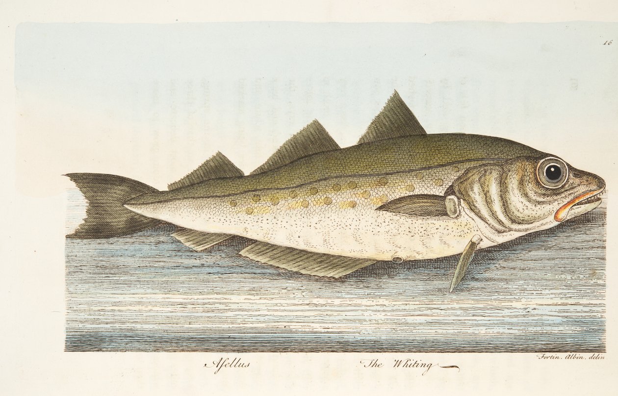 The Whiting, a Treatise on Fish és halastavak, pub. 1832 (kézzel színezett metszet) alkotó: Eleazar Albin