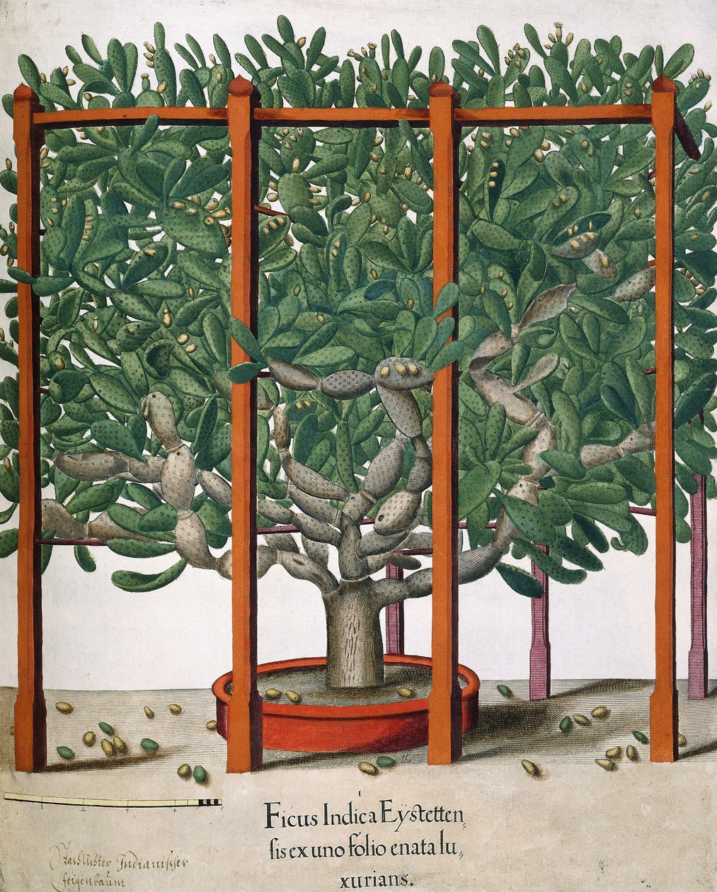 Ficus Indica Eystetten fis ex uno Folio Enata lu Xurians, 1613 alkotó: Elias Gottleib Haussmann