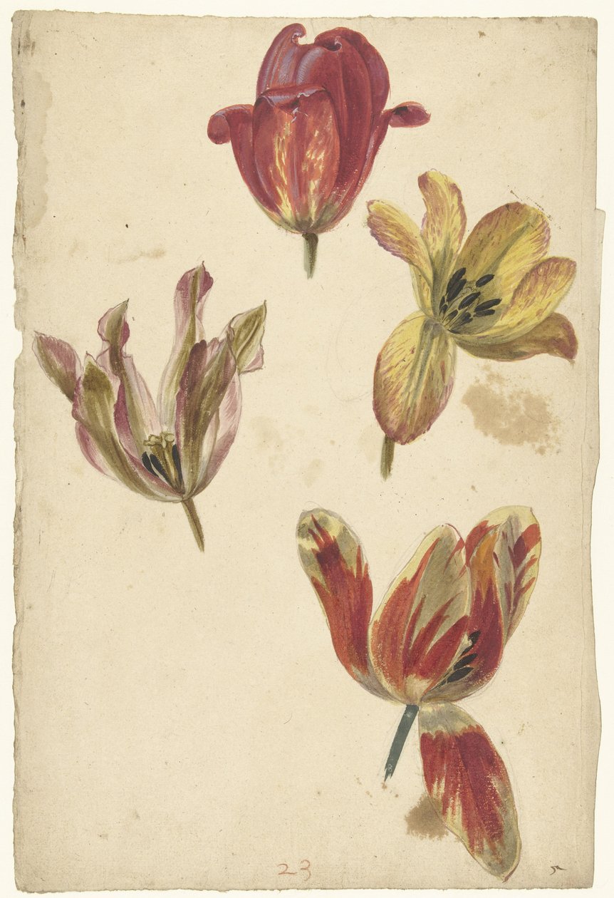 Tanulmányok négy tulipánról alkotó: Elias van Nijmegen
