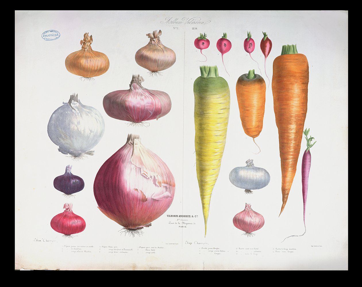 Hagyma, retek és sárgarépa, az első Vilmorin albumból, 1850 alkotó: Elisa Champin