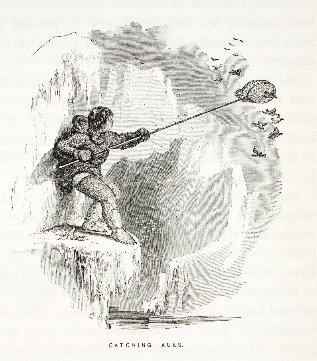 Auks elkapása, illusztráció a következőből: A második Grinnell-expedíció Sir John Franklin nyomában..., 1856 alkotó: Elisha Kane