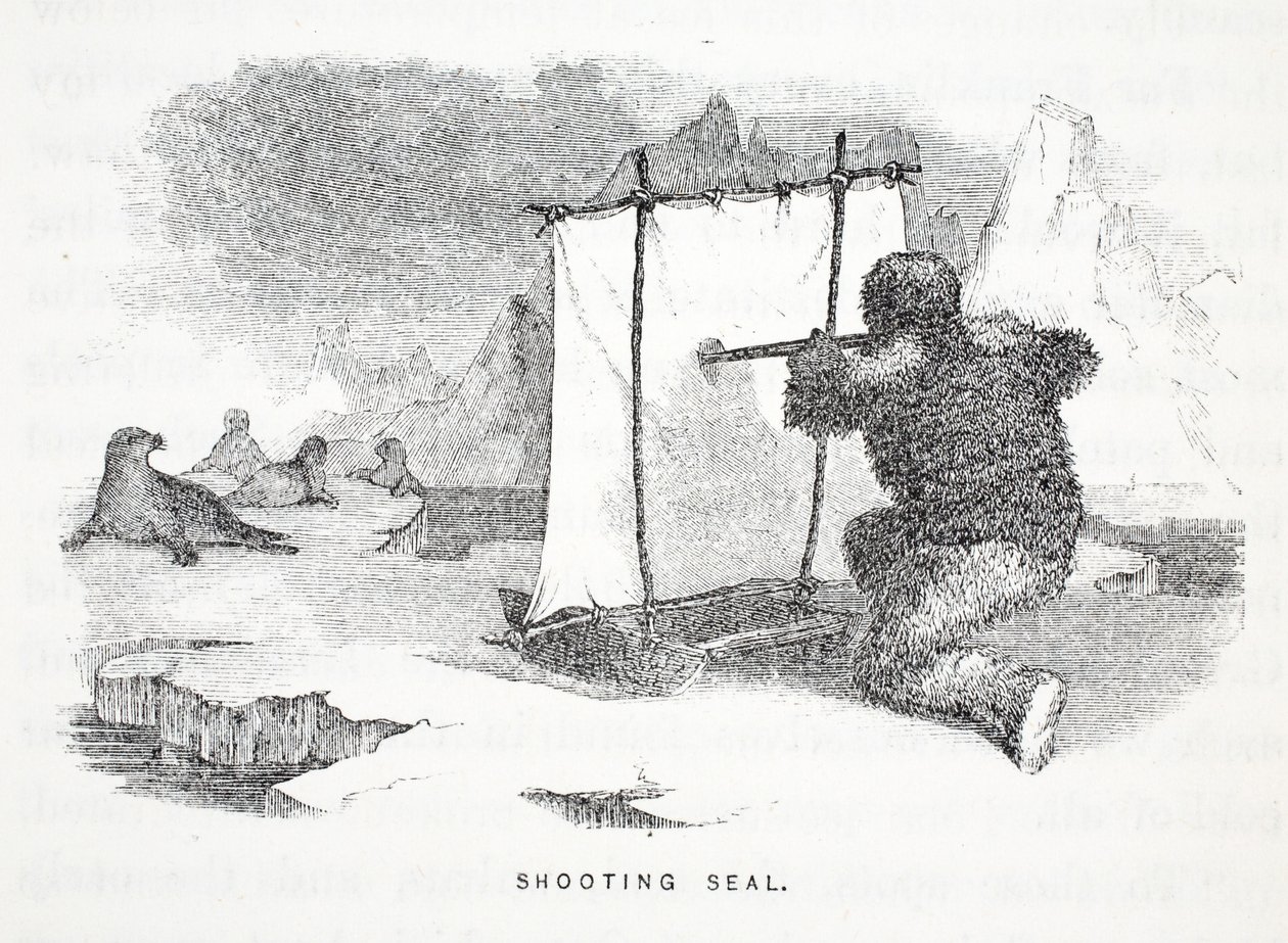 Lövöldöző fóka, illusztráció a "The second Grinnell Expedition in Search of Sir John Franklin..." (A második Grinnell-expedíció Sir John Franklin keresésére...), 1856. alkotó: Elisha Kane