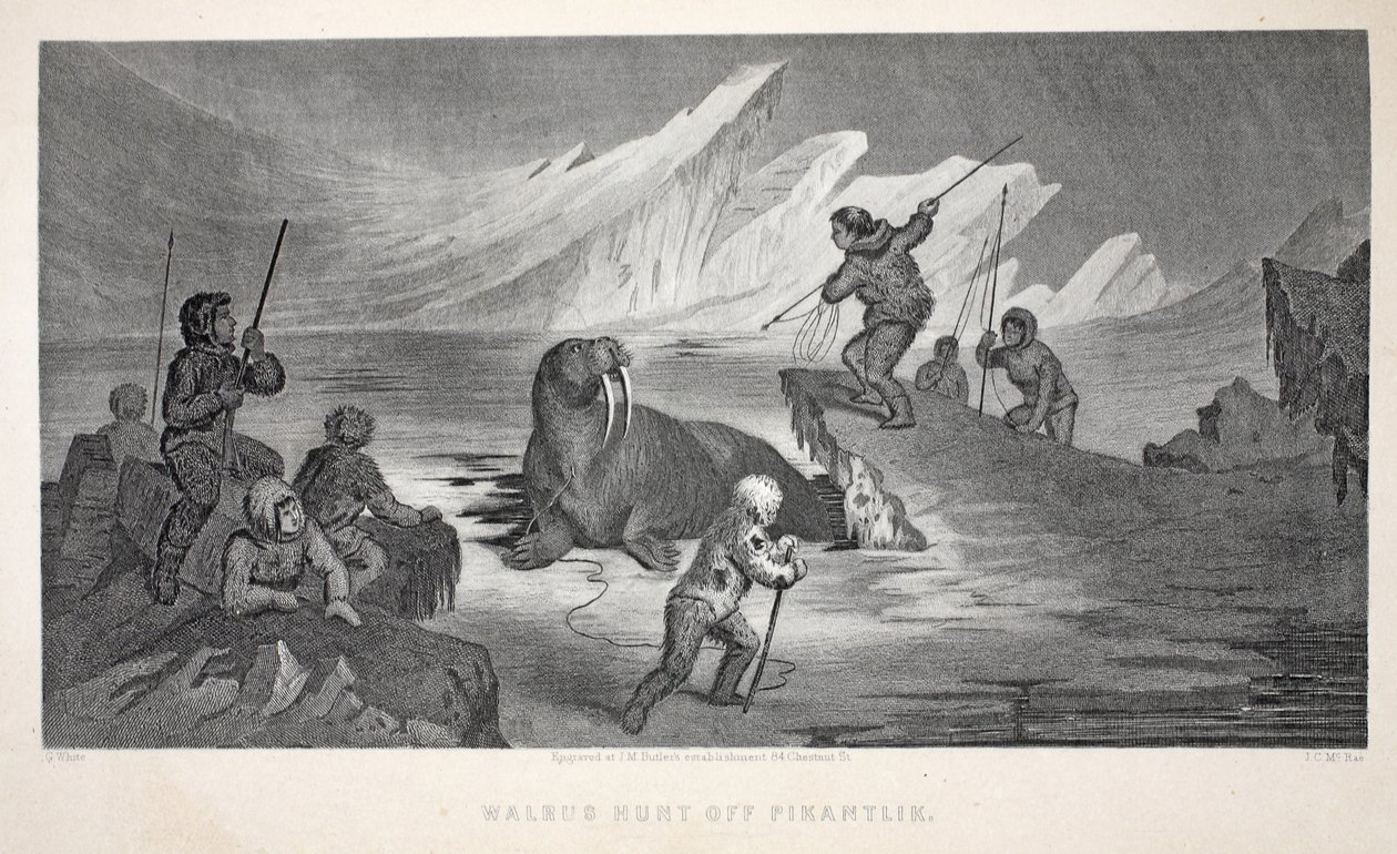 Rozmár vadászat Pikantliknál, illusztráció a "A második Grinnell-expedíció Sir John Franklin nyomában..." című filmből, 1856 alkotó: Elisha Kane