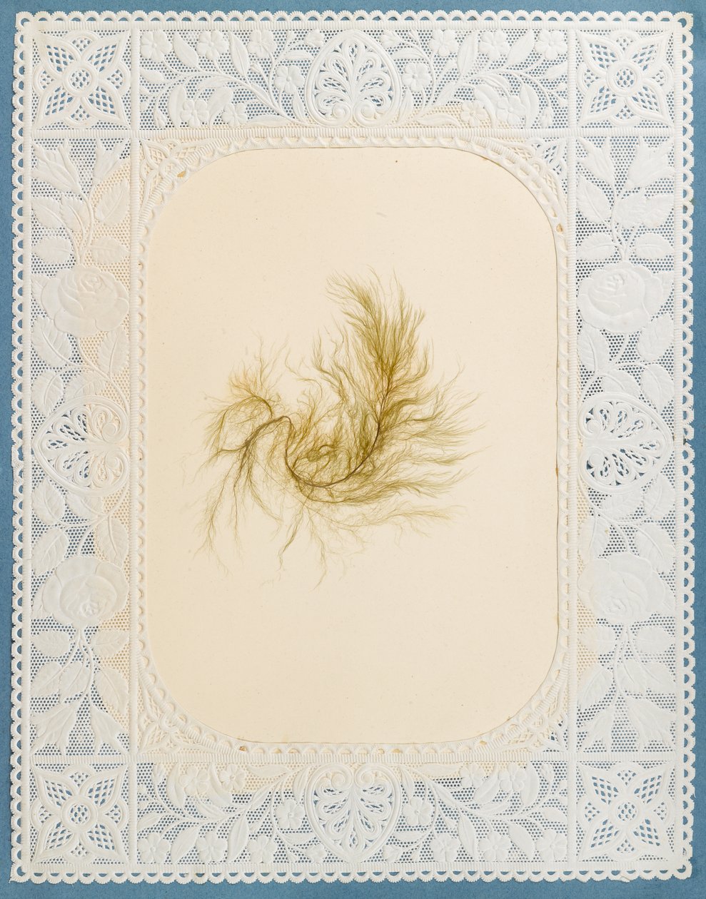 Moszatok alkotó: Eliza A. Jordson