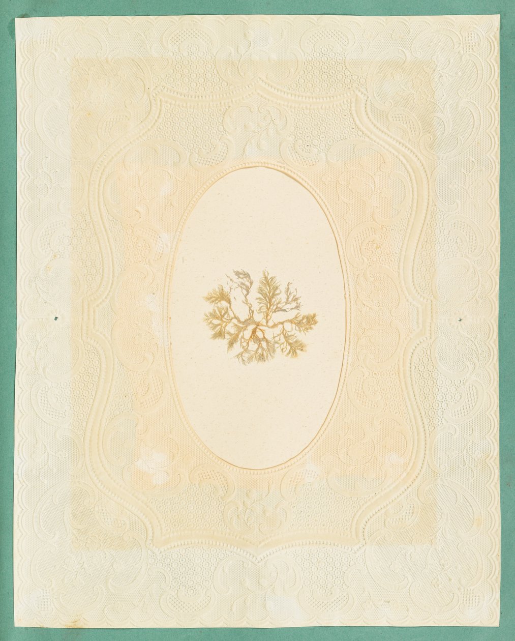 Moszatok alkotó: Eliza A. Jordson