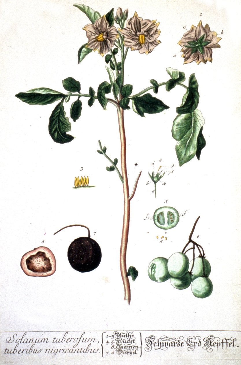 A burgonya, 1737 alkotó: Elizabeth Blackwell